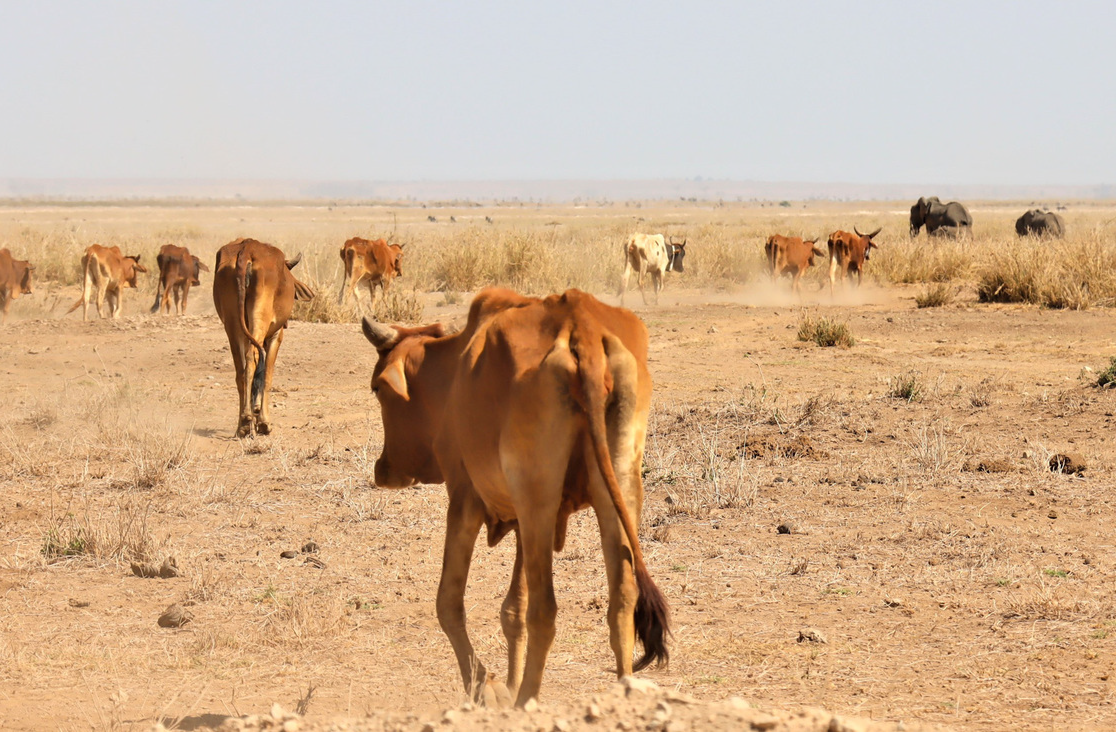 Drought-Resilient Livestock Management Program